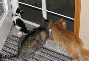 Cats At Door Image